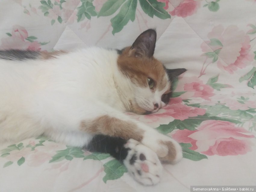 Дульсинея, которая кошка — В мире животных: смешные фото питомцев и зверей