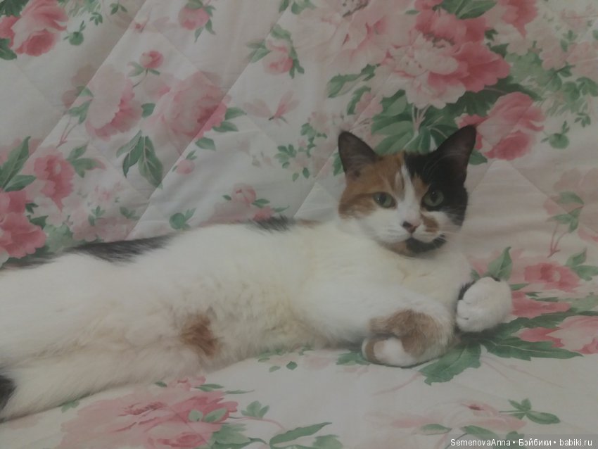 Дульсинея, которая кошка — В мире животных: смешные фото питомцев и зверей (фото 5)