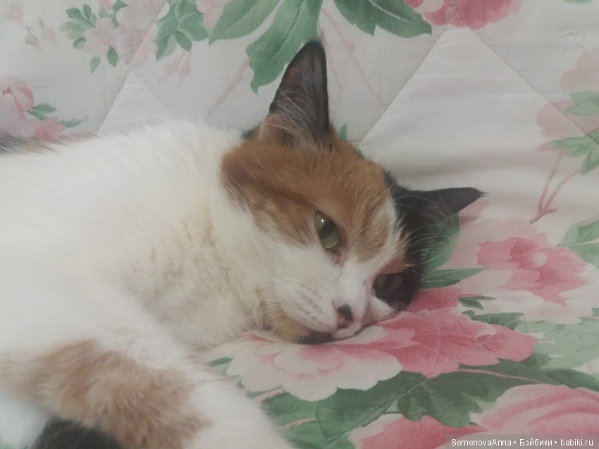 Дульсинея, которая кошка — В мире животных: смешные фото питомцев и зверей (фото 2)