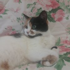 Дульсинея, которая кошка