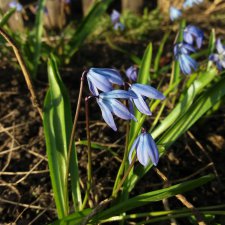 Первые весенние цветы. Пробуждение