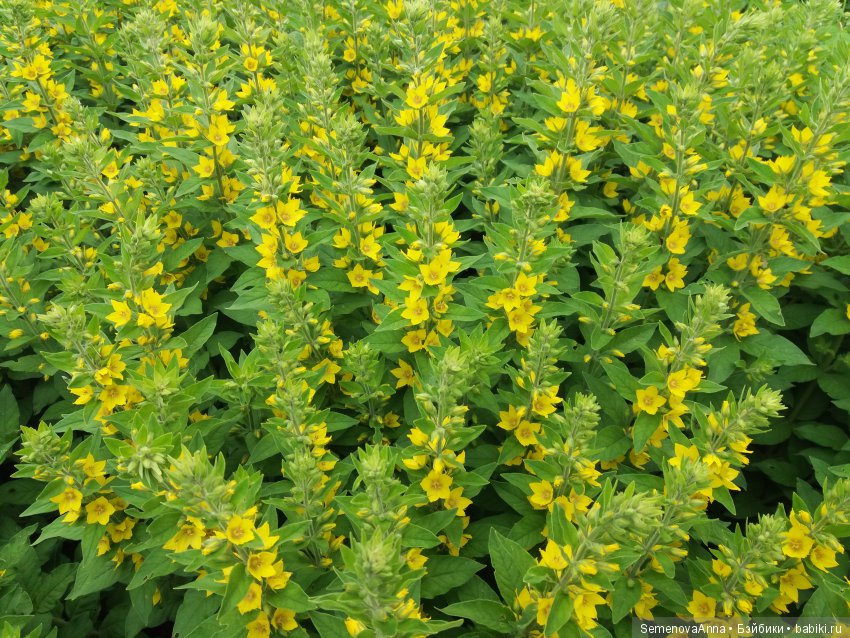 Наше дачное лето — Красивая природа и цветы: фото пейзажей