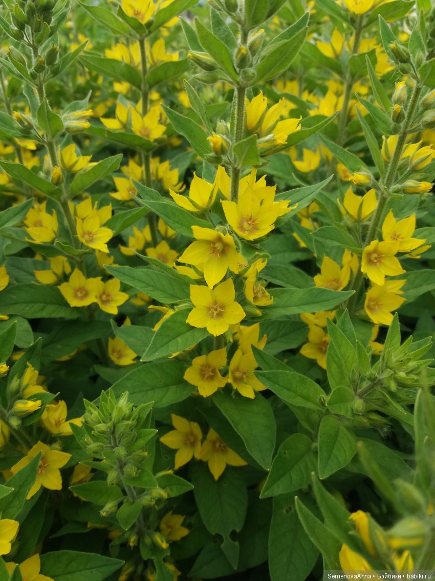 Наше дачное лето — Красивая природа и цветы: фото пейзажей (фото 2)