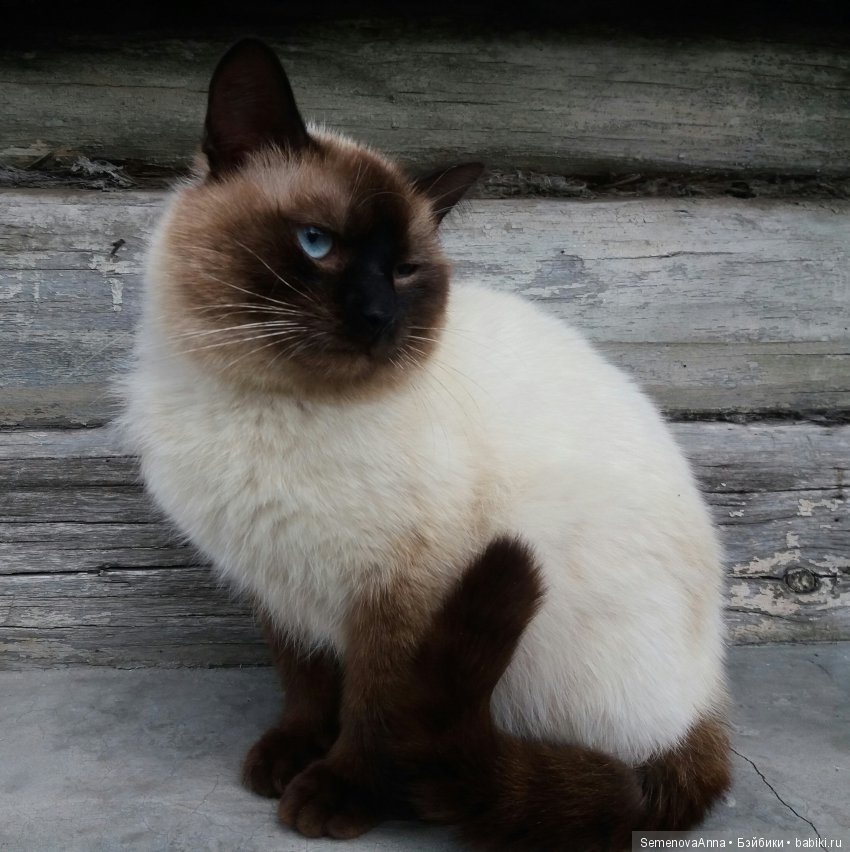 Наше дачное лето — Красивая природа и цветы: фото пейзажей (фото 3)