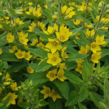 Наше дачное лето