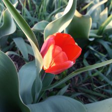 Красный цветок