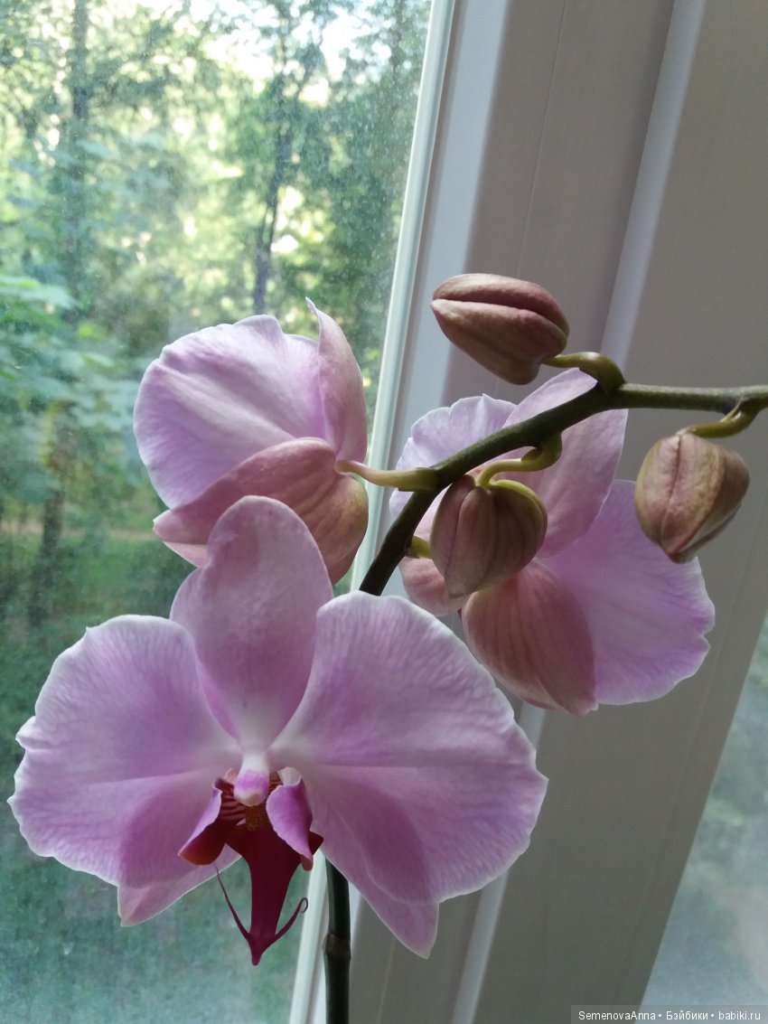 А Вы любите орхидеи — Красивая природа и цветы: фото пейзажей (фото 2)
