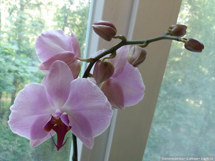 А Вы любите орхидеи — Красивая природа и цветы: фото пейзажей
