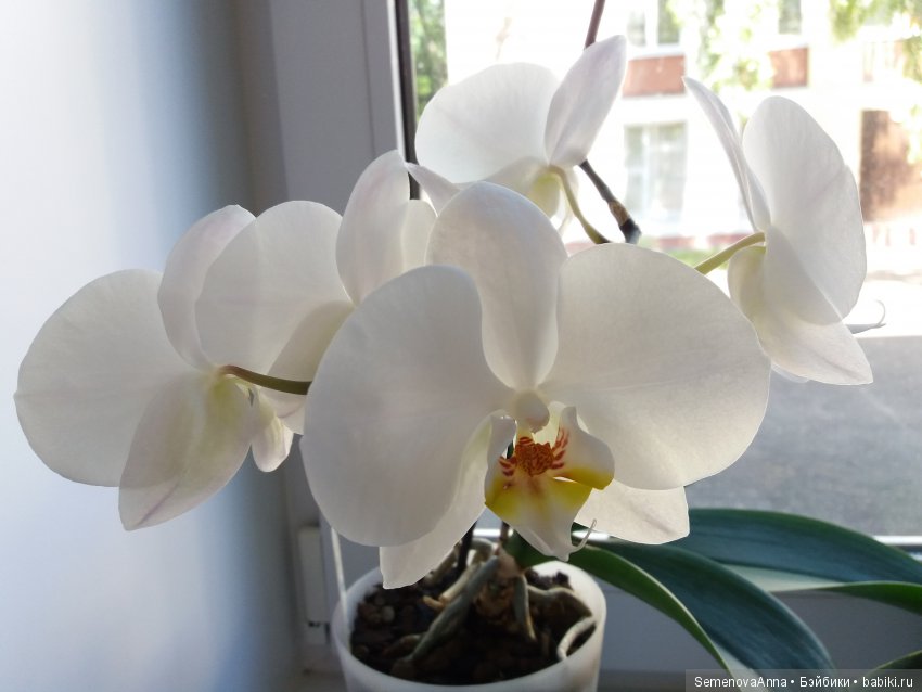 А Вы любите орхидеи — Красивая природа и цветы: фото пейзажей (фото 3)