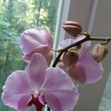 А Вы любите орхидеи