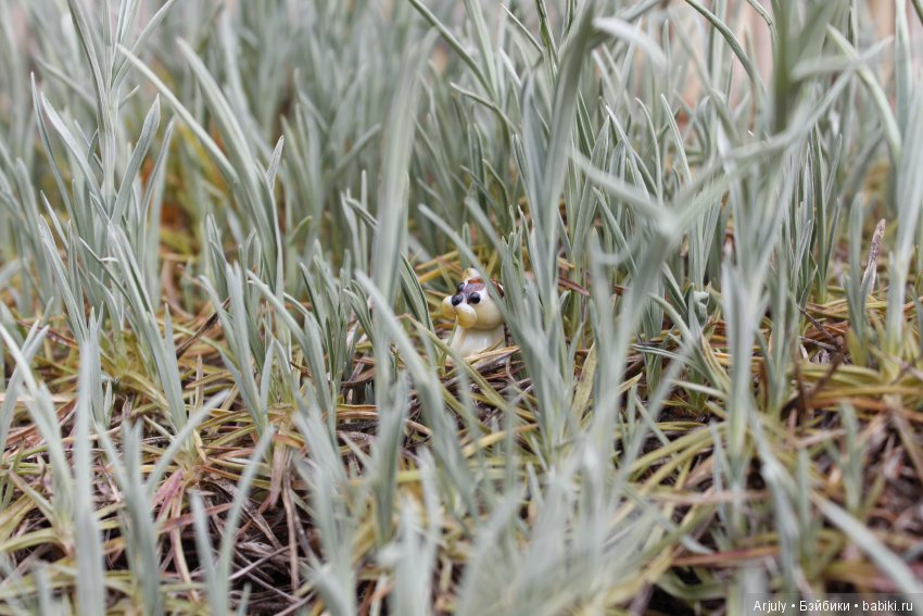 Заплутали в заморских лесах