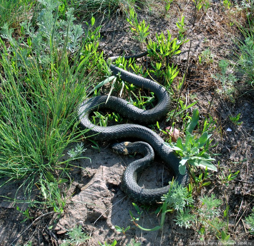 Весенняя прогулка в новом наряде