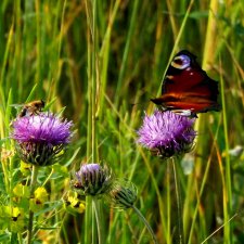 Фото - цветы