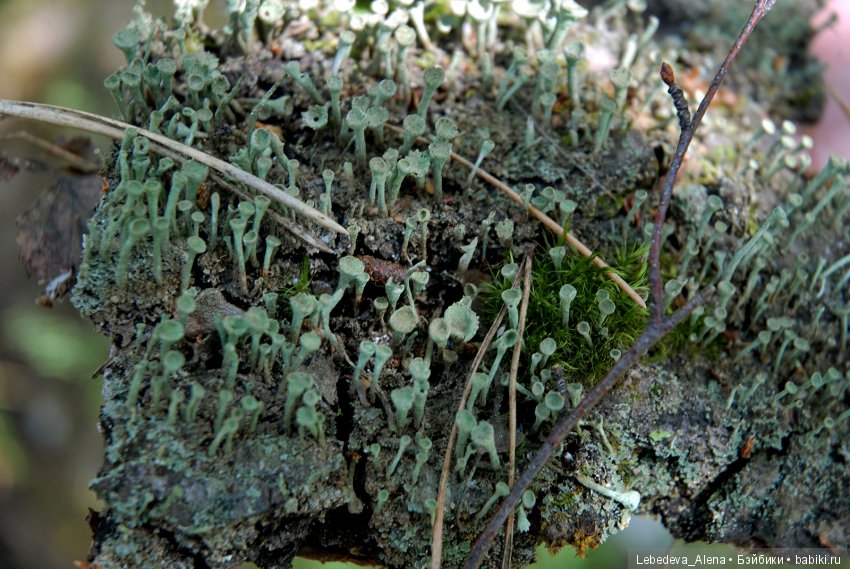 Лесная прогулка — Куклы Iplehouse (Иплхаус): BJD (БЖД) (фото 8)