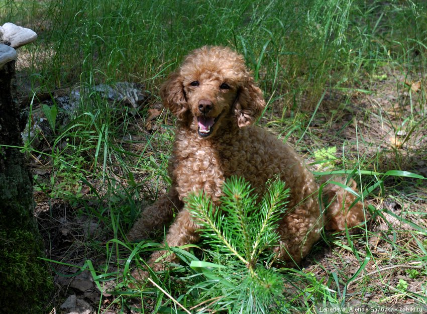 Лесная прогулка — Куклы Iplehouse (Иплхаус): BJD (БЖД)