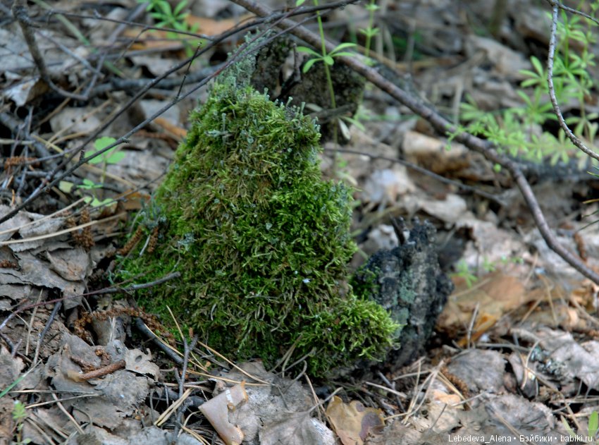 Лесная прогулка — Куклы Iplehouse (Иплхаус): BJD (БЖД) (фото 7)