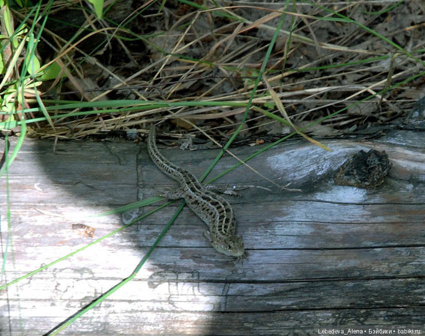 Лесная прогулка — Куклы Iplehouse (Иплхаус): BJD (БЖД) (фото 9)