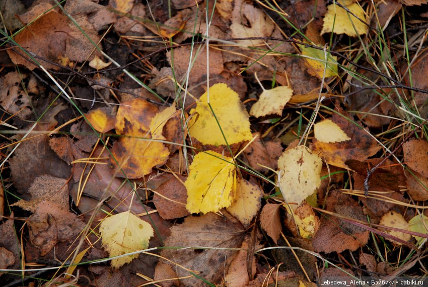 Осенний Воронеж — Болталка и разговоры обо всем: жизнь (фото 9)