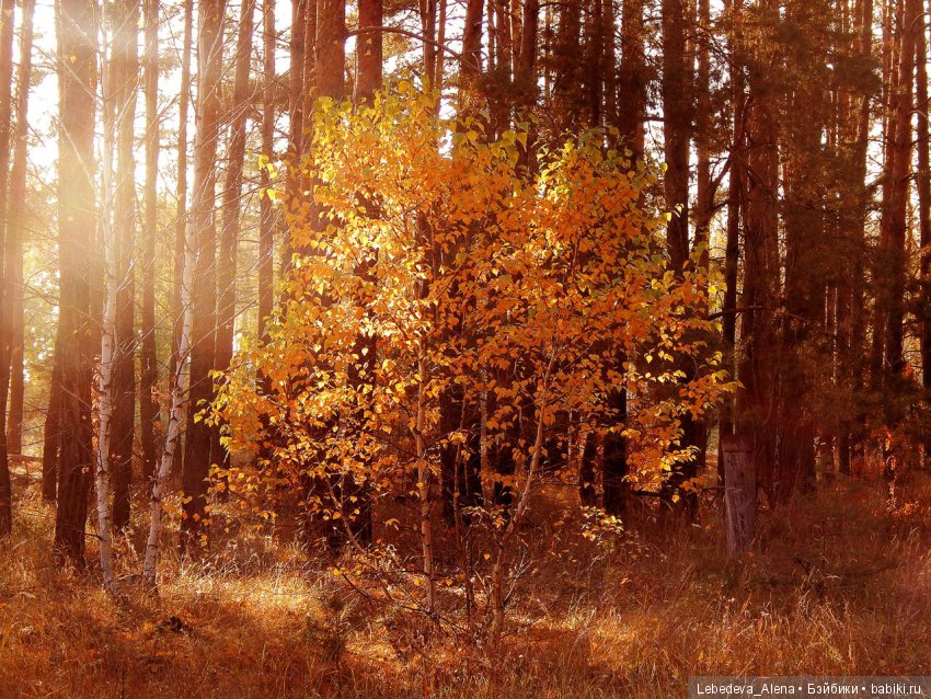 Осенний Воронеж — Болталка и разговоры обо всем: жизнь (фото 6)
