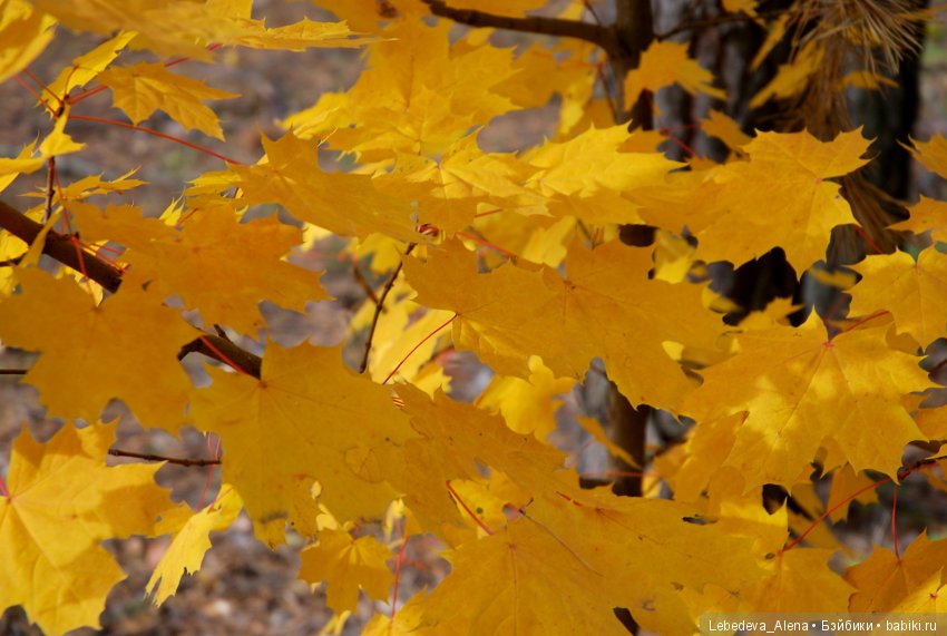 Осенний Воронеж — Болталка и разговоры обо всем: жизнь (фото 8)