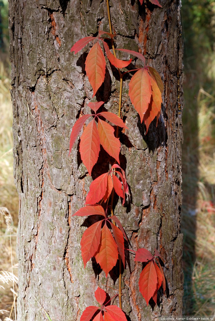 Осенний Воронеж — Болталка и разговоры обо всем: жизнь (фото 7)