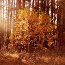 Осенний Воронеж