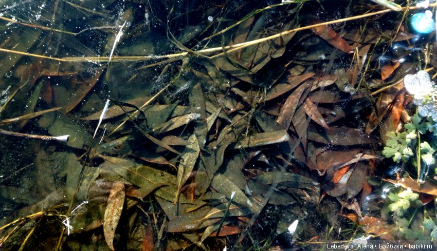 Катание на льду | Бэйбики Катание на льду — Куклы Iplehouse (Иплхаус): BJD (БЖД) (фото 3)