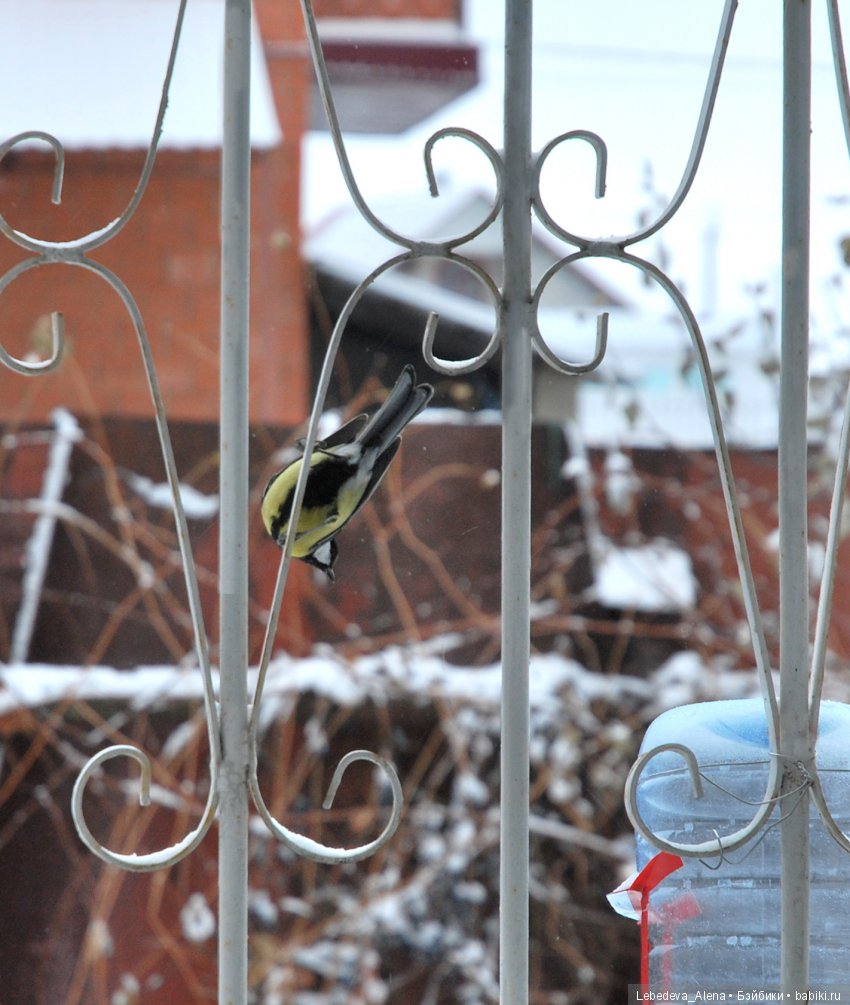 Зима и птички — Болталка и разговоры обо всем: жизнь