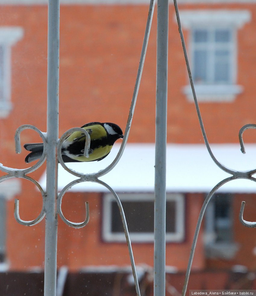 Зима и птички — Болталка и разговоры обо всем: жизнь