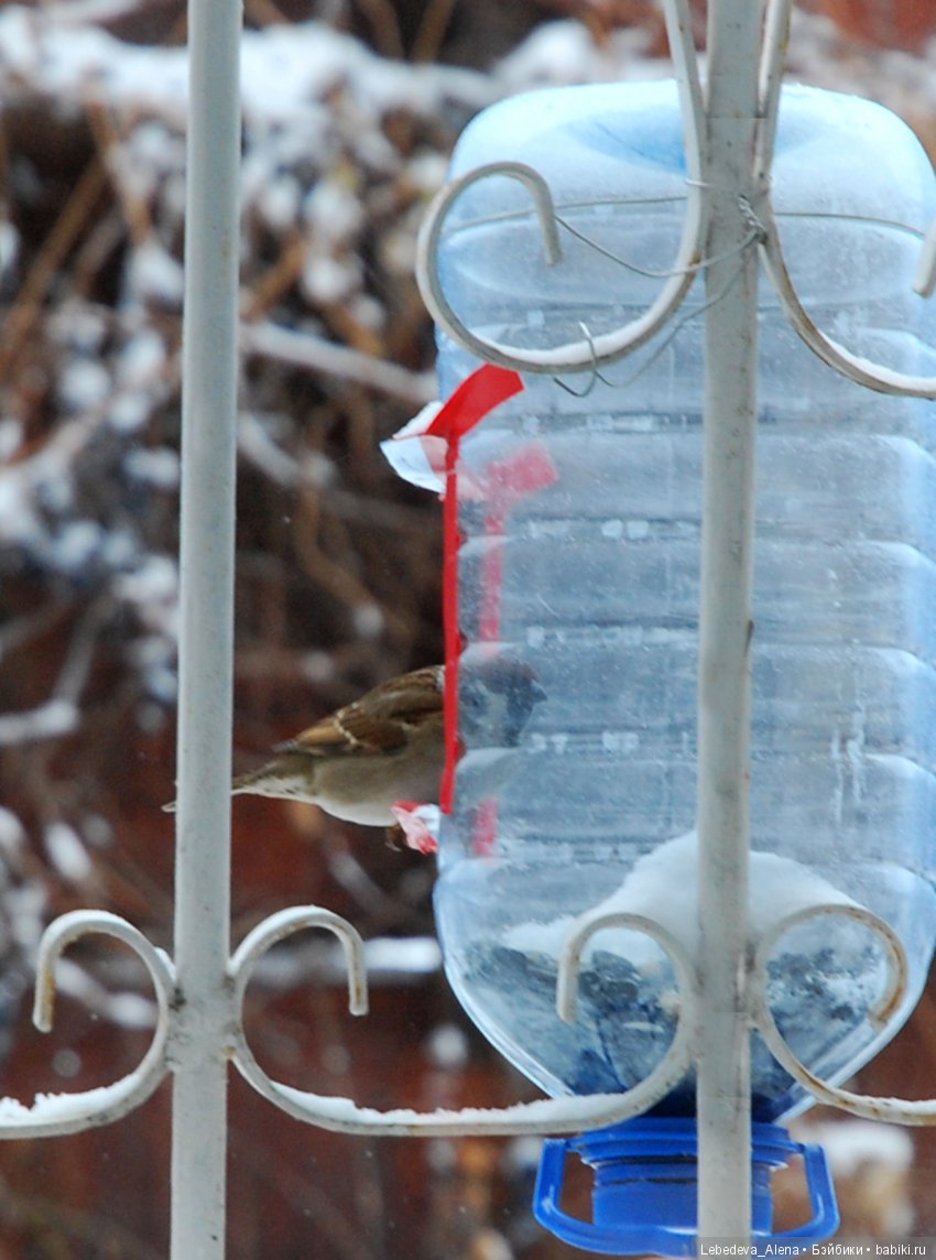Зима и птички — Болталка и разговоры обо всем: жизнь