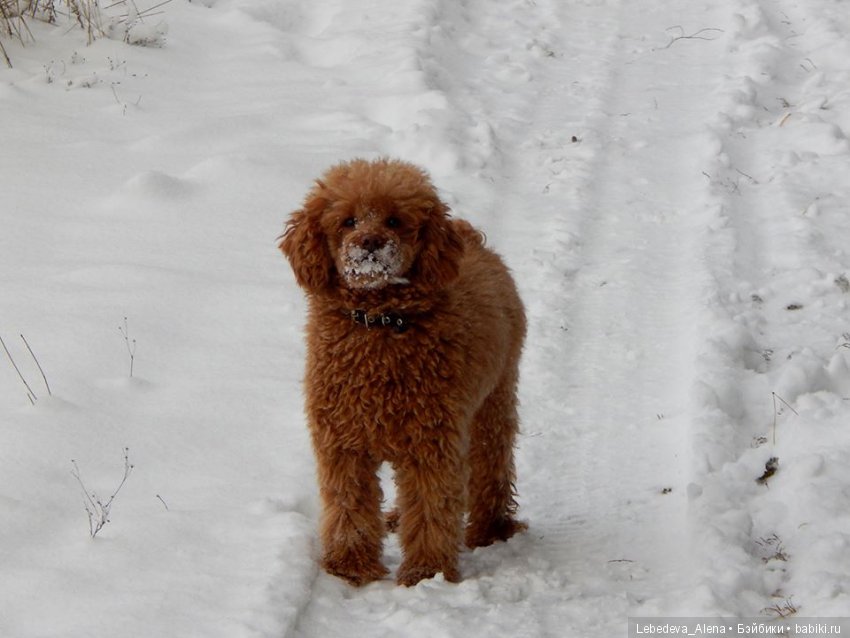 Зима и птички — Болталка и разговоры обо всем: жизнь (фото 4)