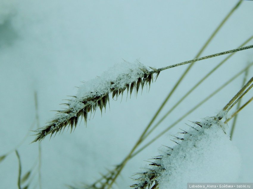 Зима и птички — Болталка и разговоры обо всем: жизнь (фото 3)