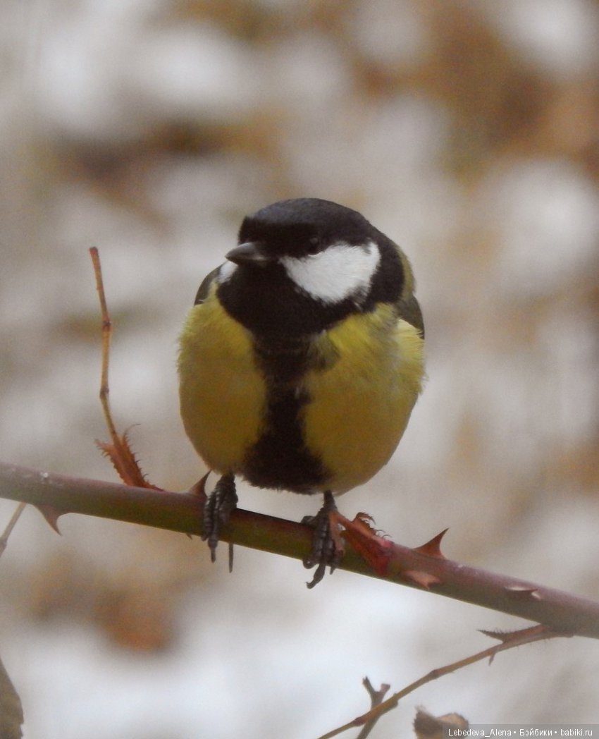 Зима и птички — Болталка и разговоры обо всем: жизнь