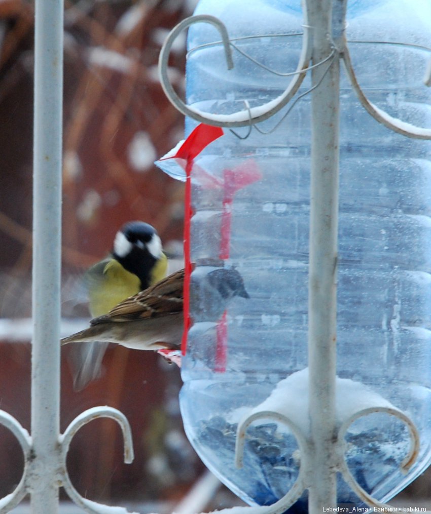 Зима и птички — Болталка и разговоры обо всем: жизнь