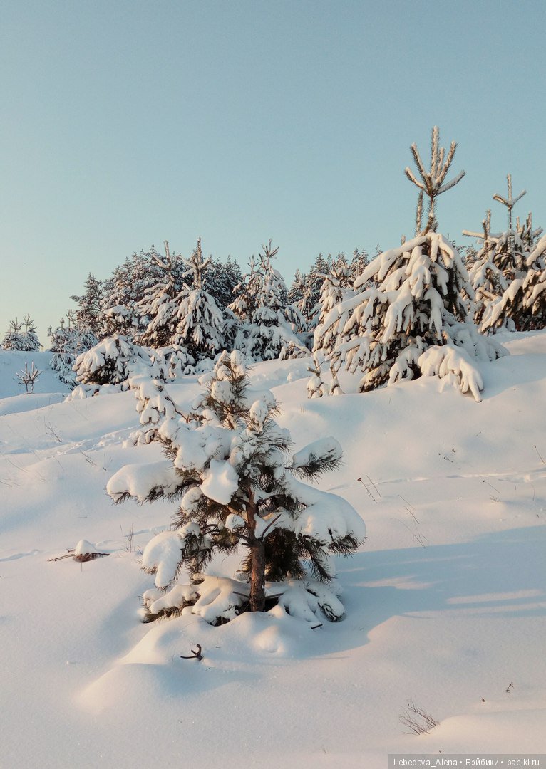 Зима и птички — Болталка и разговоры обо всем: жизнь (фото 2)