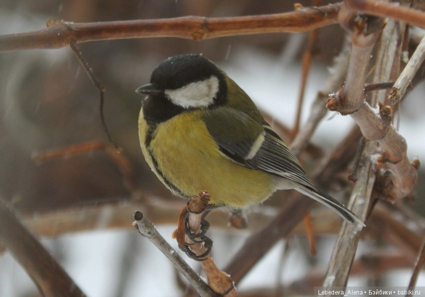 Зима и птички — Болталка и разговоры обо всем: жизнь (фото 10)