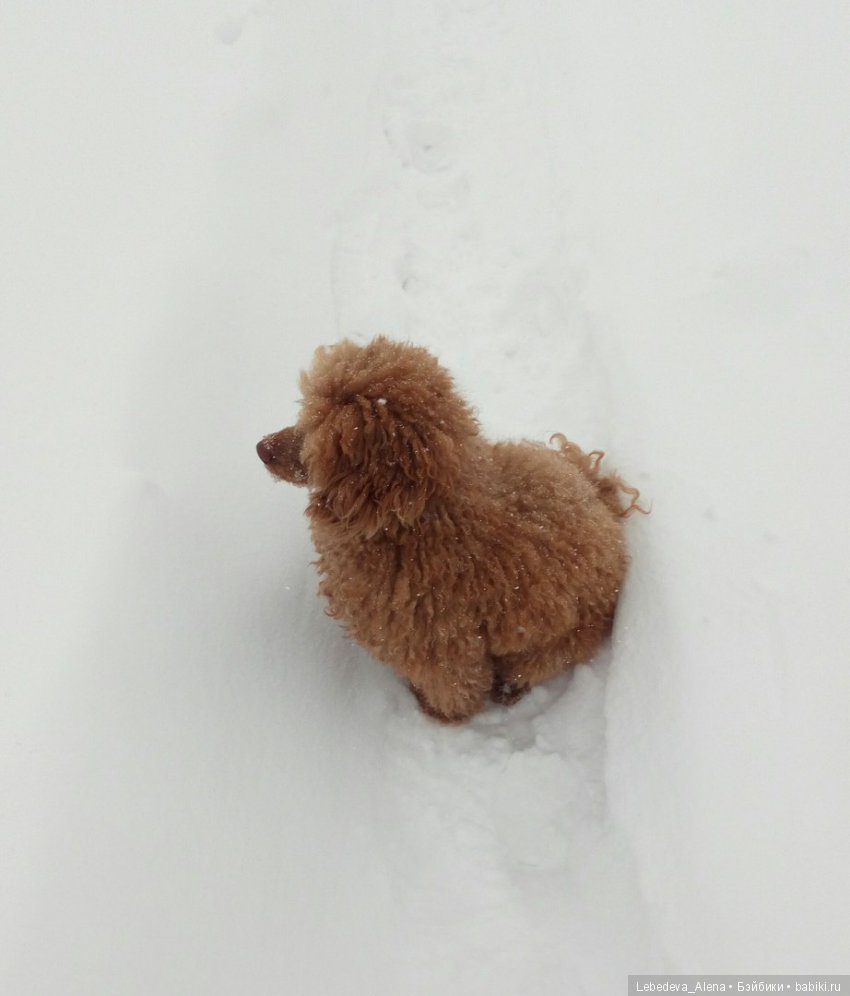 Зима и птички — Болталка и разговоры обо всем: жизнь (фото 5)