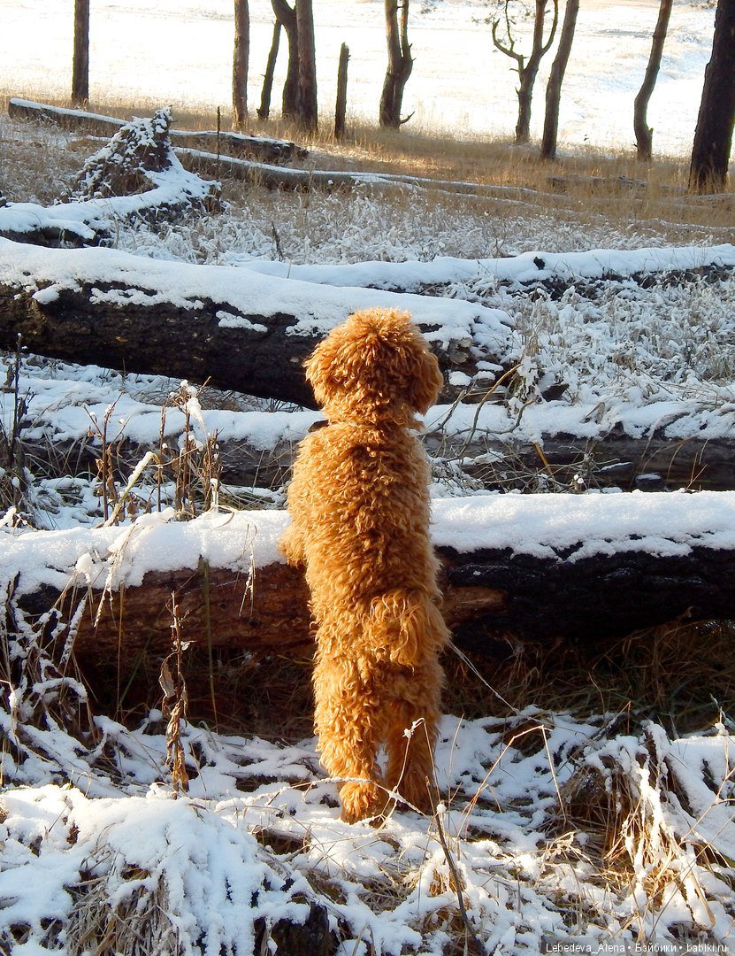 Зима и птички — Болталка и разговоры обо всем: жизнь (фото 6)