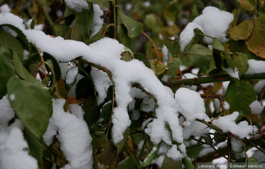 Зимняя история — Куклы Iplehouse (Иплхаус): BJD (БЖД) (фото 5)