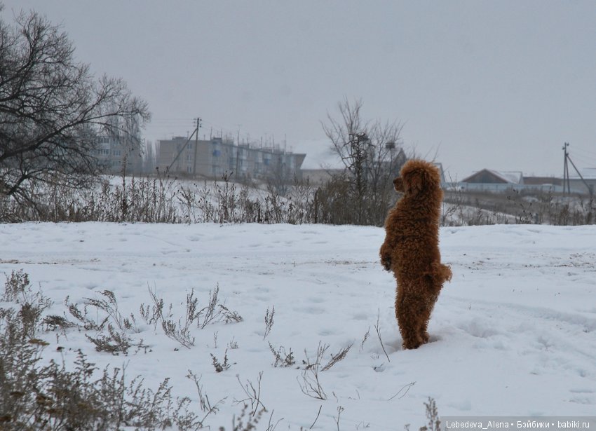 Зимняя история — Куклы Iplehouse (Иплхаус): BJD (БЖД) (фото 9)