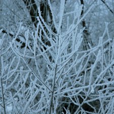 Рождественская природа