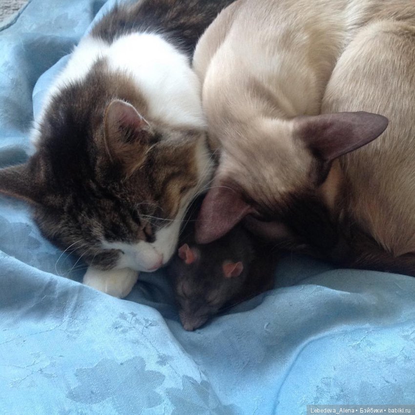 С весной — Болталка и разговоры обо всем: жизнь (фото 2)