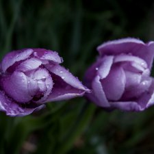 С праздником Светлой Пасхи