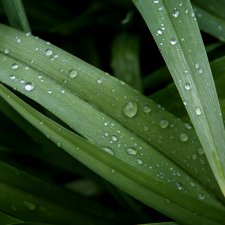 Еще немного весны