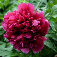 Цветы после грозы