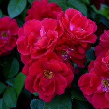 Цветочное - розовое