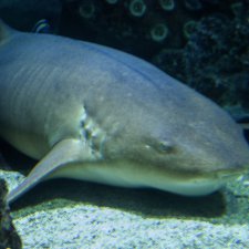 Воронежский океанариум