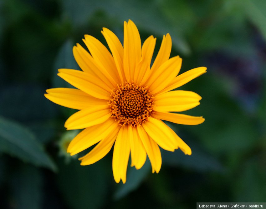 Тестирование зеркалки — Болталка и разговоры обо всем: жизнь (фото 2)