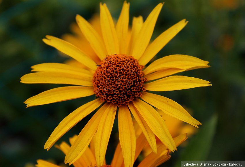 Тестирование зеркалки — Болталка и разговоры обо всем: жизнь