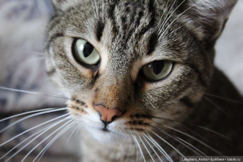 Тестирование зеркалки — Болталка и разговоры обо всем: жизнь (фото 5)